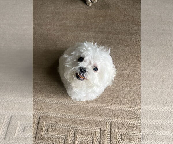 Medium Photo #5 Maltese Puppy For Sale in St. Cloud, MN, USA