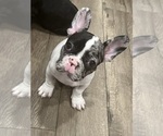 Puppy 3 French Bulldog