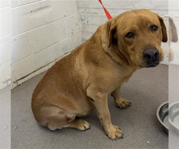 Medium Photo #1 Labrador Retriever-Unknown Mix Puppy For Sale in San Bernardino, CA, USA