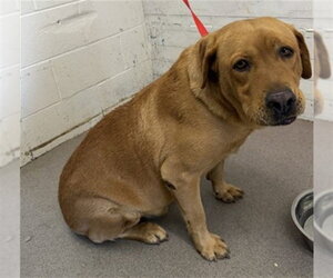 Labrador Retriever-Unknown Mix Dogs for adoption in San Bernardino, CA, USA
