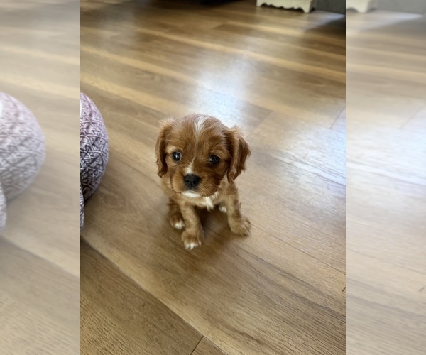 Medium Photo #2 Cavalier King Charles Spaniel Puppy For Sale in KANSAS CITY, MO, USA