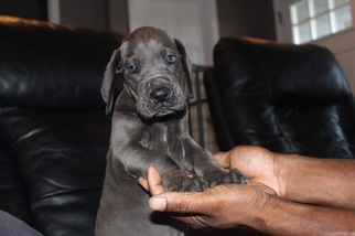 Great Dane Puppy for sale in PULASKI, TN, USA
