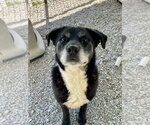 Small #4 Labrador Retriever Mix
