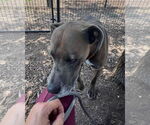 Small #15 Great Dane Mix