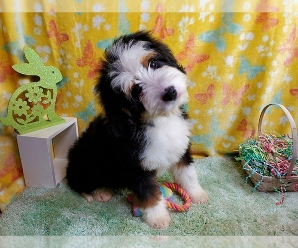 Medium Photo #6 Bernedoodle Puppy For Sale in COLORADO SPRINGS, CO, USA