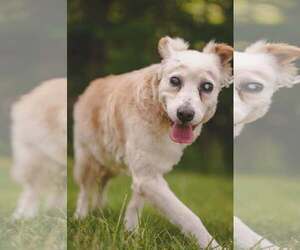 Collie-Unknown Mix Dogs for adoption in Rustburg, VA, USA