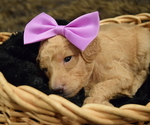 Puppy Ms Purple Poodle (Standard)