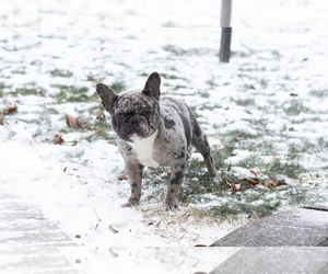 French Bulldog Puppy for sale in MILFORD, IN, USA