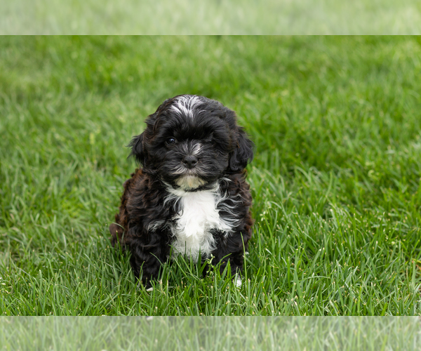 Medium Photo #2 Shih-Poo Puppy For Sale in NAPPANEE, IN, USA