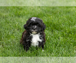 Small #1 Shih-Poo
