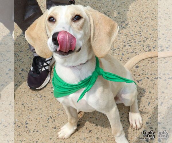 Medium Photo #7 Retriever -Unknown Mix Puppy For Sale in Washington, DC, USA