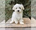 Image preview for Ad Listing. Nickname: Murphy