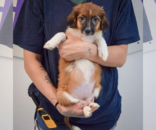 Medium Photo #4 Australian Shepherd-Unknown Mix Puppy For Sale in Huntley, IL, USA