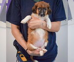 Small #3 Australian Shepherd Mix