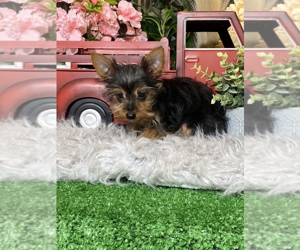 Medium Photo #4 Yorkshire Terrier Puppy For Sale in CANOGA, NY, USA