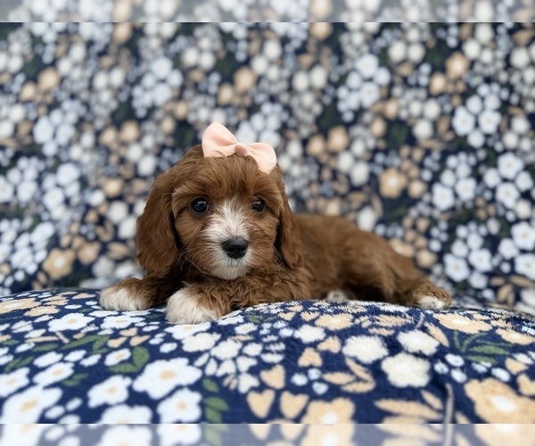Medium Photo #6 Cavapoo (Miniature) Puppy For Sale in LAKELAND, FL, USA
