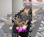 Small Photo #3 Bullboxer Pit Puppy For Sale in LAFAYETTE, IN, USA
