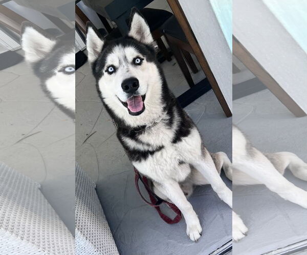Medium Photo #1 Siberian Husky Puppy For Sale in Lighthouse Point, FL, USA