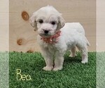 Puppy 1 Goldendoodle