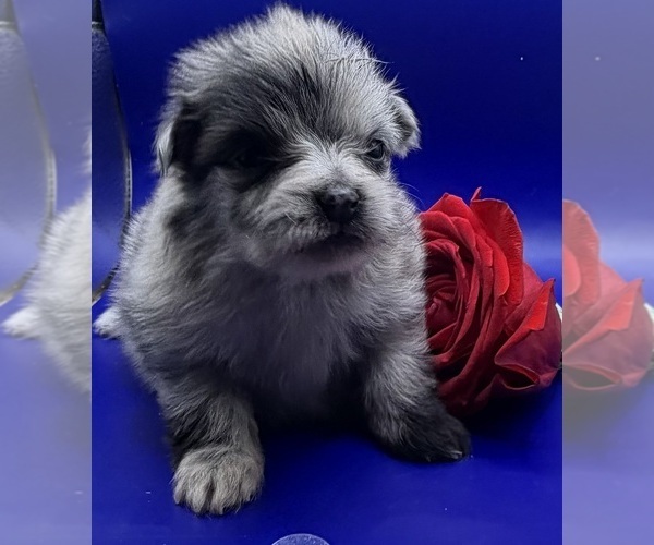 Medium Photo #6 Pomeranian Puppy For Sale in PORTLAND, ME, USA