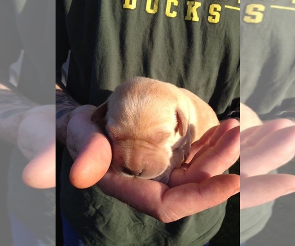 Medium Photo #1 Labrador Retriever Puppy For Sale in HERMISTON, OR, USA