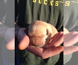 Labrador Retriever Puppy for sale in HERMISTON, OR, USA
