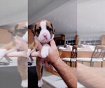 Small Photo #2 Boxer Puppy For Sale in GILBERT, SC, USA