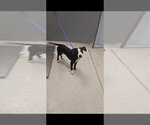 Small Labrador Retriever