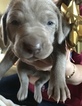 Small Photo #5 Weimaraner Puppy For Sale in DOW, IL, USA