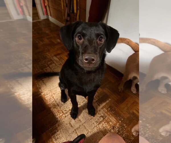Medium Photo #13 Labrador Retriever-Unknown Mix Puppy For Sale in New York, NY, USA