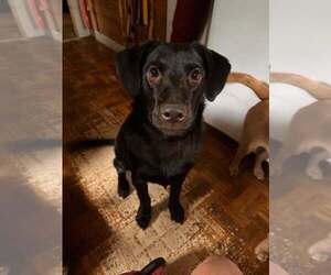 Poppy (AL) - Female Labrador Retriever-Unknown Mix Dog for Adoption - Photo #13