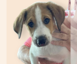 Small #1 Collie Mix