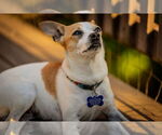 Small #2 Chihuahua Mix