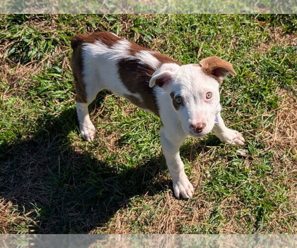 Medium Photo #1 Collie-German Shepherd Dog Mix Puppy For Sale in Lakewood, CO, USA