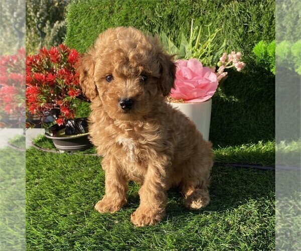 Medium Photo #6 Poodle (Toy) Puppy For Sale in MIAMI, FL, USA
