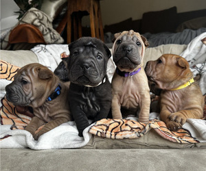 Chinese Shar-Pei Litter for sale in DALLAS, TX, USA