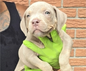 American Bully Puppy for sale in WALTERBORO, SC, USA