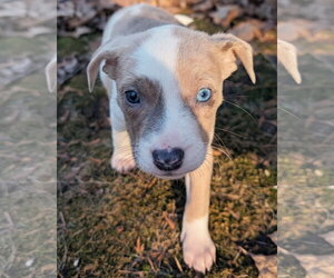 Nessa - Female Mutt Dog for Adoption - Photo #8