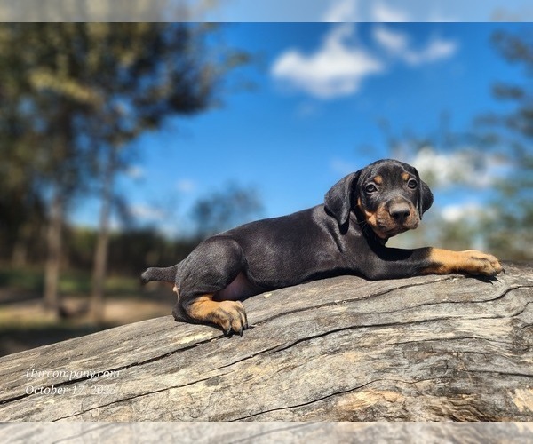 Medium Photo #2 Catahoula Leopard Dog Puppy For Sale in CUMBY, TX, USA