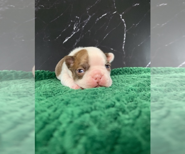 Medium Photo #10 Boston Terrier Puppy For Sale in TULARE, CA, USA