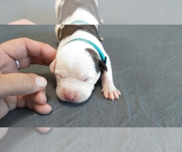 Medium Photo #3 American Pit Bull Terrier Puppy For Sale in WENATCHEE, WA, USA