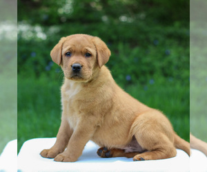 Labrador Retriever Puppy for sale in MYERSTOWN, PA, USA