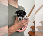 Small #1 Boston Huahua