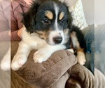 Small Photo #2 Australian Shepherd Puppy For Sale in PURDY, MO, USA