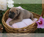 Small #4 Cane Corso