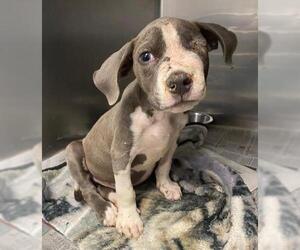 American Staffordshire Terrier Dogs for adoption in San Antonio, TX, USA