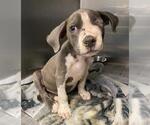 Small American Staffordshire Terrier
