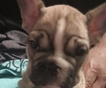 Small Photo #10 French Bulldog Puppy For Sale in DENVER, CO, USA