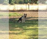Small Photo #9 German Shepherd Dog Puppy For Sale in PENDLETON, OR, USA