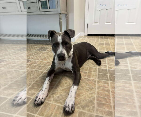 Medium Photo #1 American Pit Bull Terrier Puppy For Sale in Cape May, NJ, USA